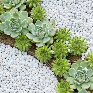 20-40mm Polar White Pebbles