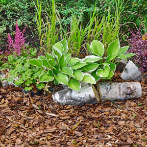Woodland Mulch